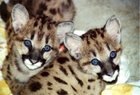 Mountain lion cubs Hunter and Isa